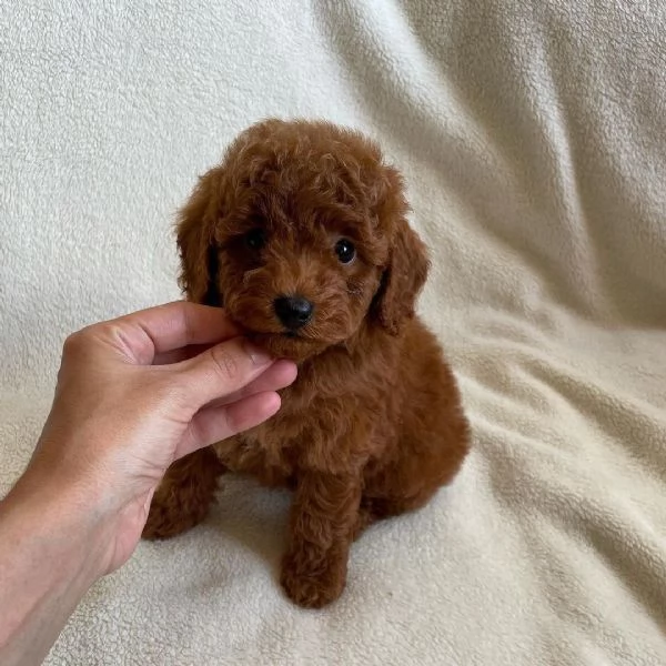 cuccioli di barboncino