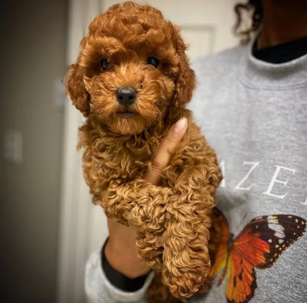 cuccioli di barboncini toy | Foto 0
