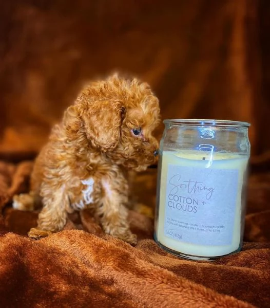 cuccioli di barboncini toy