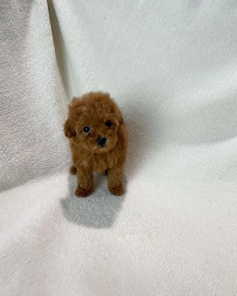 cucciolo di barboncino