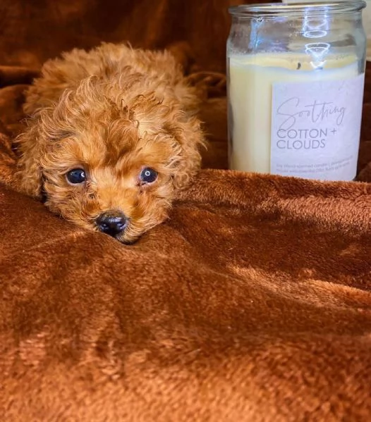 Cuccioli di Barboncino Disponibili | Foto 1