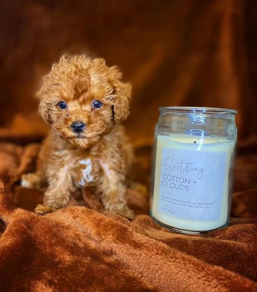 Cuccioli di Barboncino Disponibili | Foto 0