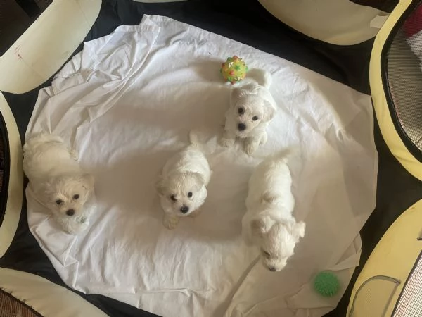 Vendo adorabili cuccioli d Maltesi 