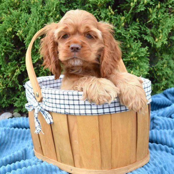 REGALO Golden retriver cuccioli Abbiamo disponibili cuccioli con garanziaalmeno 2 vaccinazioni mic