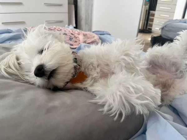 Regalo cane  maltese taglia piccola 