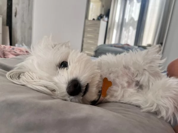 Regalo cane  maltese taglia piccola  | Foto 2