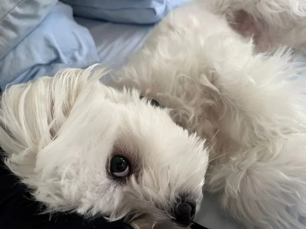Regalo cane  maltese taglia piccola  | Foto 1