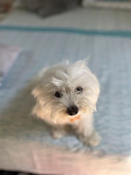 Regalo cane  maltese taglia piccola  | Foto 0