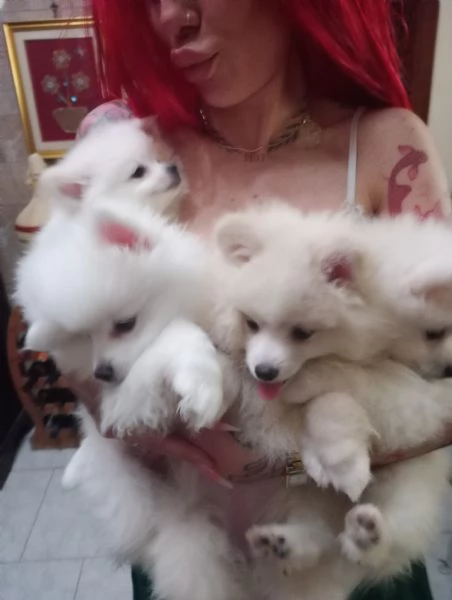 Nata cucciolata di pomeriana 3 mesi | Foto 1