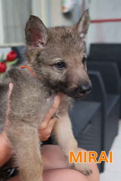 Cuccioli Cane Lupo Cecoslovacco