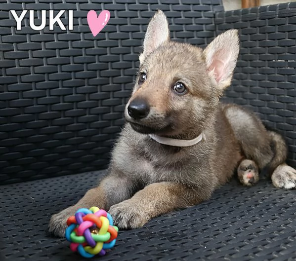 Cuccioli Cane Lupo Cecoslovacco | Foto 4