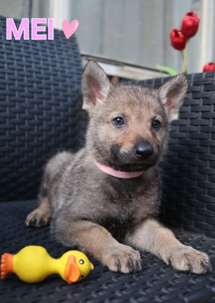 Cuccioli Cane Lupo Cecoslovacco | Foto 3