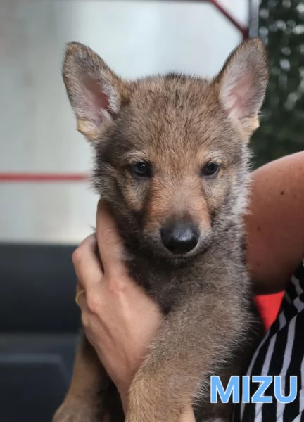 Cuccioli Cane Lupo Cecoslovacco | Foto 1