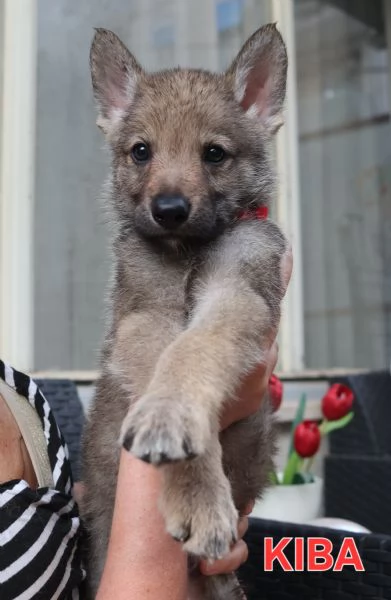 Cuccioli Cane Lupo Cecoslovacco | Foto 0