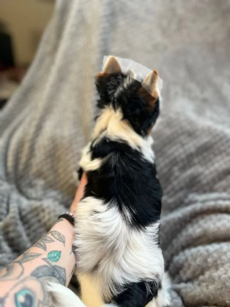 Yorkshire Terrier Biewer | Foto 3