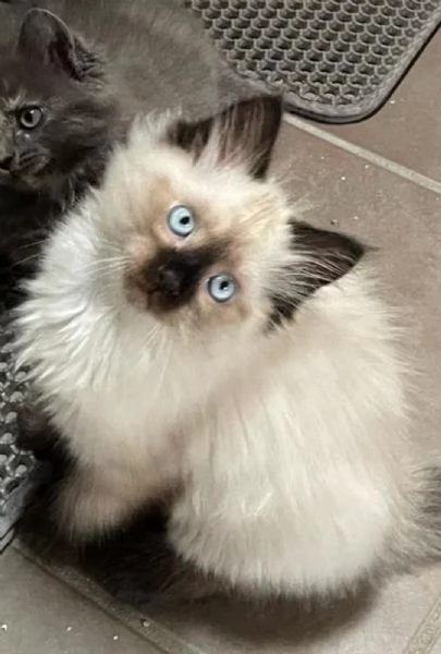 Cuccioli Siberiani e Neva masquerade vendesi