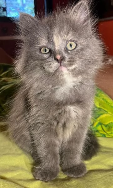 Cuccioli Siberiani e Neva masquerade vendesi | Foto 5