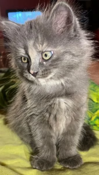 Cuccioli Siberiani e Neva masquerade vendesi | Foto 2