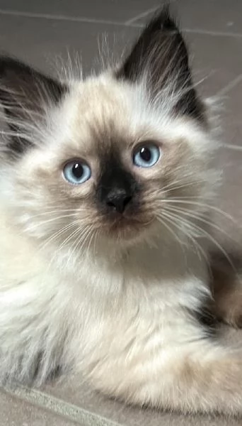 Cuccioli Siberiani e Neva masquerade vendesi | Foto 1