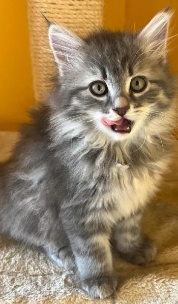 Cuccioli Siberiani e Neva masquerade vendesi | Foto 0