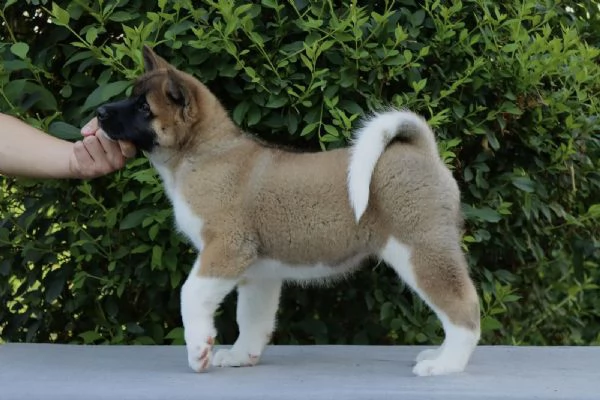 Cuccioli di Akita Americano | Foto 5