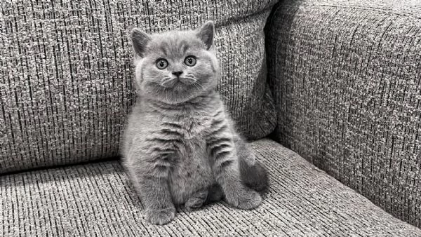 Due meravigliose British shorthair