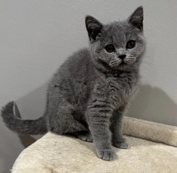 Gattini British Shorthair