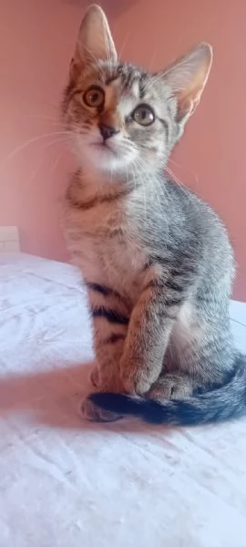 Teo gattino Tigrato
