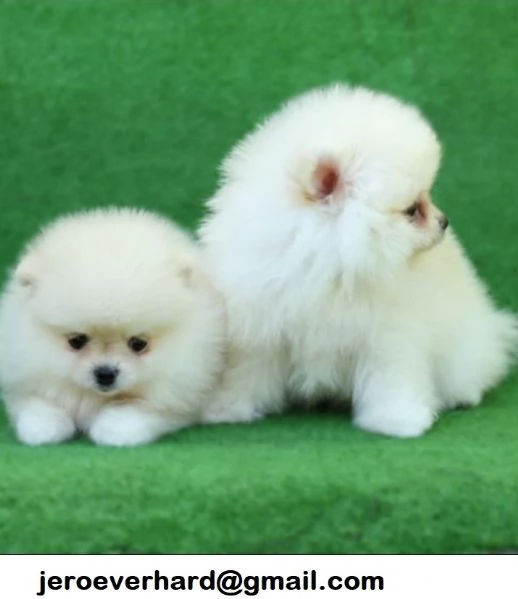 Regalo cuccioli di Volpini Spitz di Pomerania a disposizione | Foto 0