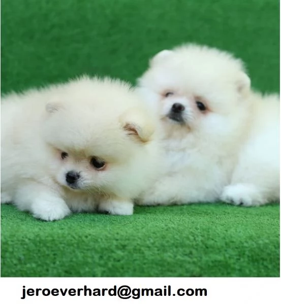 Regalo cuccioli di Volpini Spitz di Pomerania a disposizione