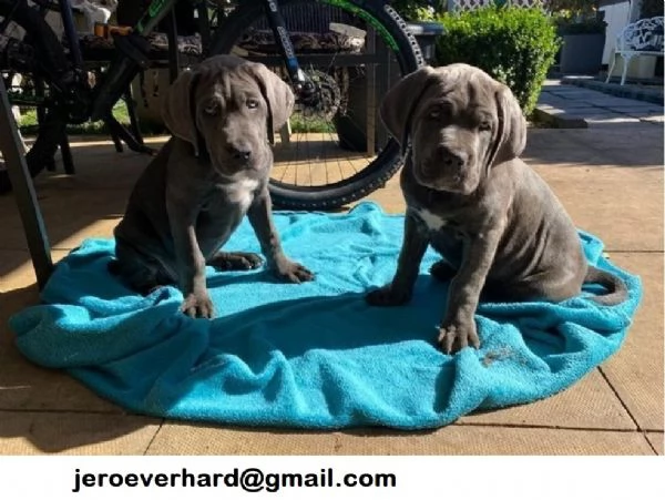Regalo cuccioli di cane corso