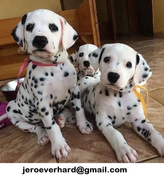 Regalo cuccioli di dalmata