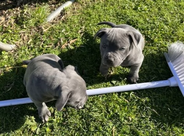 Regalo Disponibili cuccioli di Staffordshire bull terrier