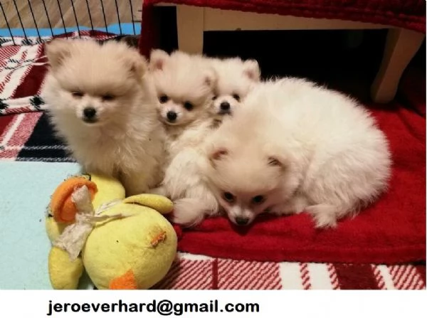 Regalo cuccioli di Volpini Spitz di Pomerania a disposizione