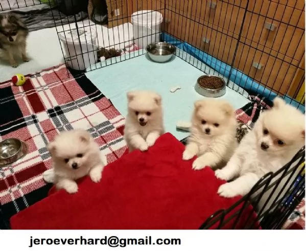  Regalo cuccioli di Volpini Spitz di Pomerania a disposizione