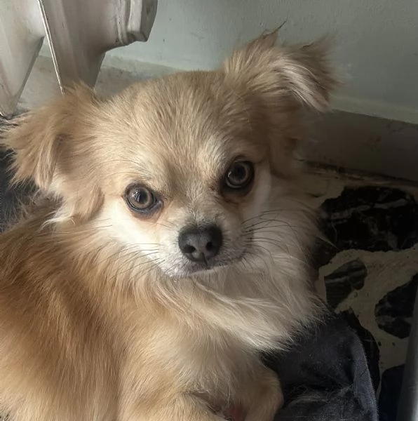 Chihuahua maschio