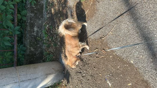 Chihuahua maschio | Foto 1