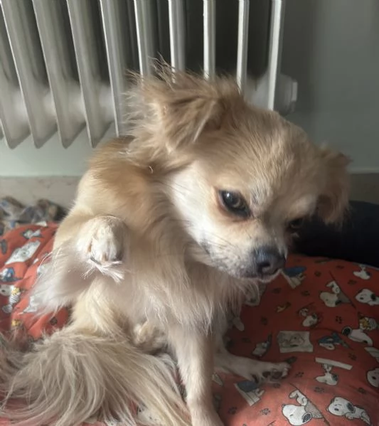 Chihuahua maschio | Foto 0