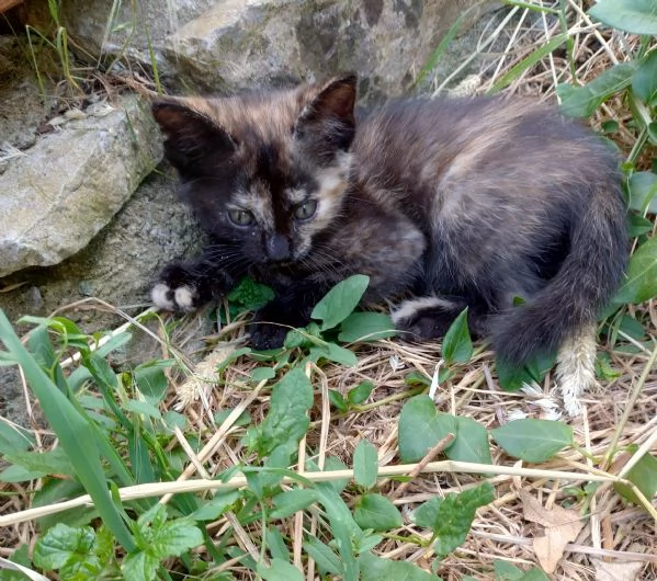 Gattina maculata  | Foto 2