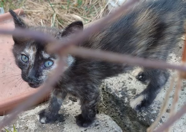 Gattina maculata  | Foto 1