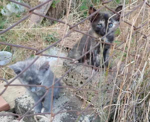 Gattina maculata  | Foto 0