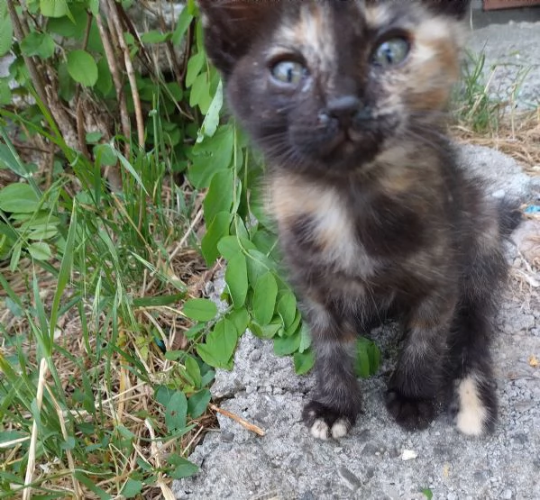 Gattina maculata  | Foto 1