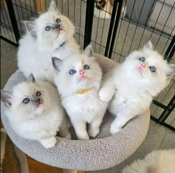 Ragdoll  | Foto 1