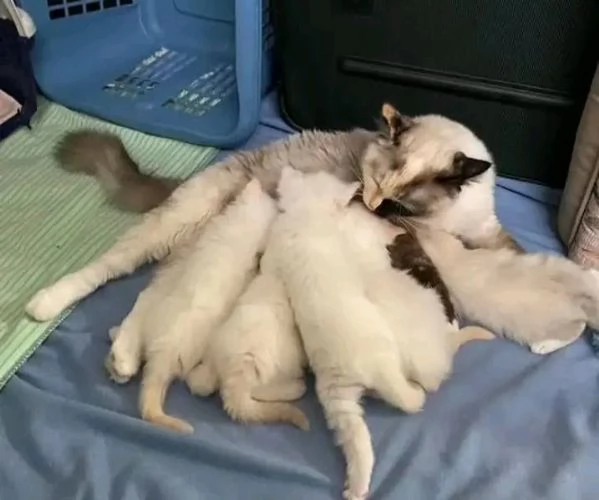 Ragdoll  | Foto 0