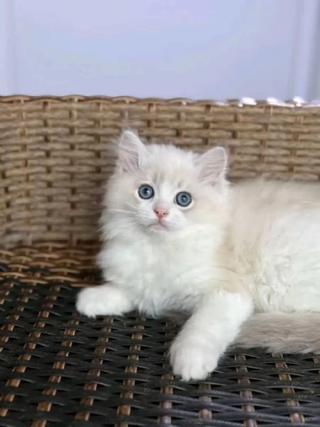 Ragdoll 