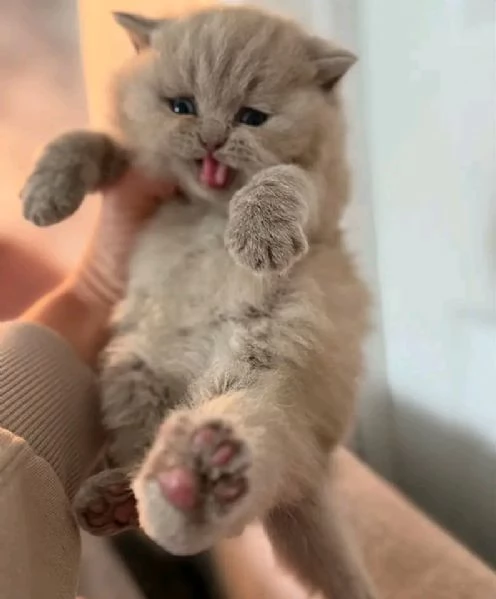 Ragdoll  | Foto 1