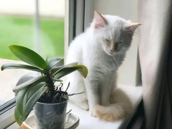 I gattini hanno bisogno damore I nostri gattini hanno bisogno damore Hanno | Foto 2