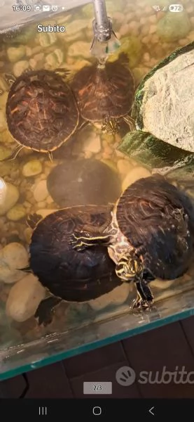 Tartarughe dacqua 