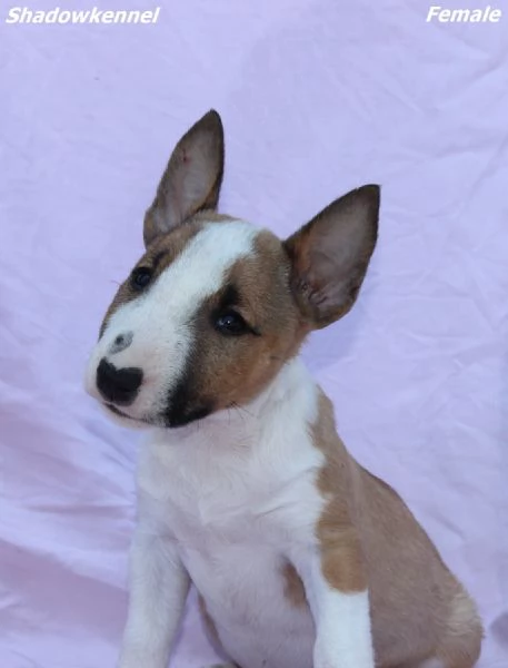 Mini Bull Terrier  Bellissimi Cuccioli | Foto 6