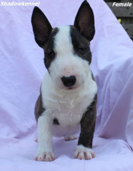 Mini Bull Terrier  Bellissimi Cuccioli | Foto 5
